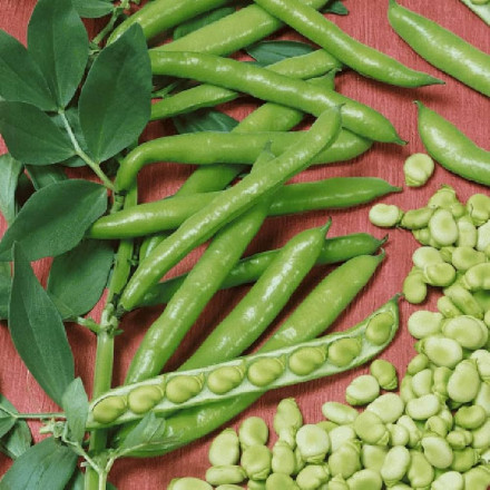 Fava Beans Market