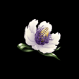白露の花