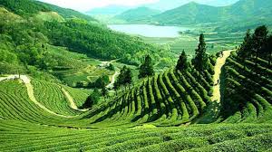 assam distance
