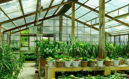 Greenhouse Market