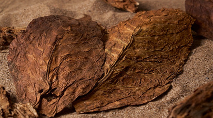 Raw Tobacco Leaves Market