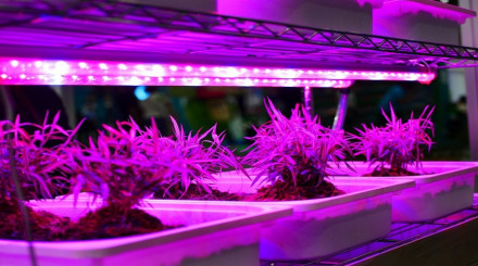 Grow Light Market