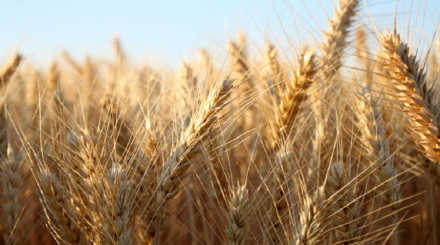Barley Market