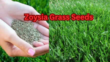 Zoysia Grass Seed