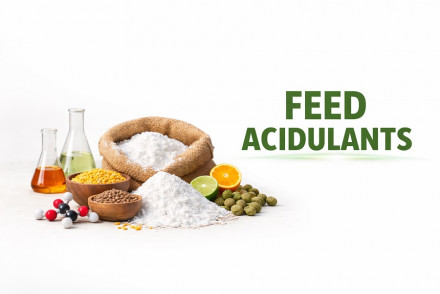Feed Acidulants Market