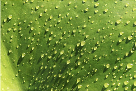 Agricultural Surfactants Market1