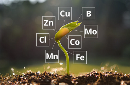 Agricultural Micronutrients Market