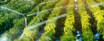 Crop Protection Chemicals Market